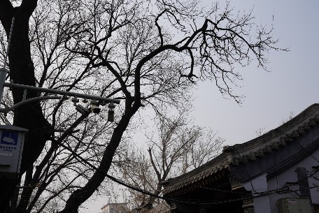 北京四合院里的綠色生活：傳統(tǒng)建筑與現(xiàn)代環(huán)保理念的碰撞